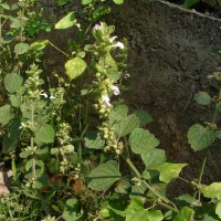 Anisomeles indica (L.) Kuntze